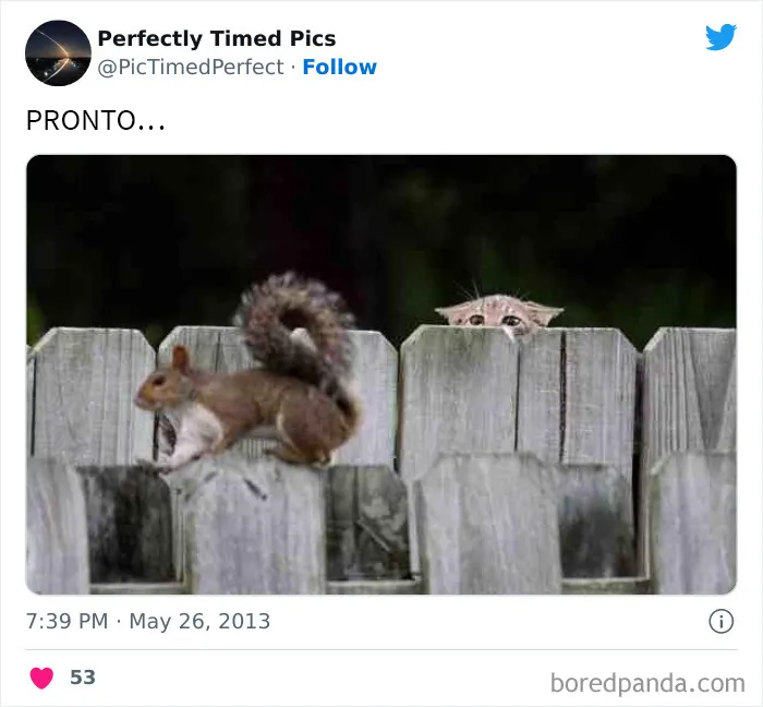 30 Fotos tomadas "en el momento justo” que hay que mirar 2 veces