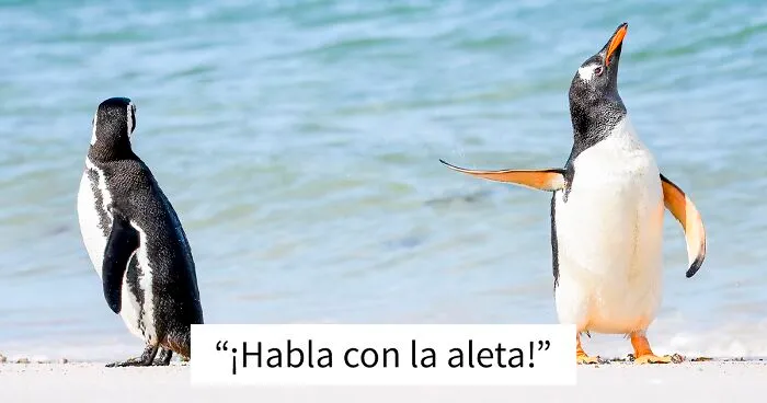 20 Imágenes de la vida salvaje que te sacarán una sonrisa, y además quedaron finalistas del concurso Comedy Wildlife