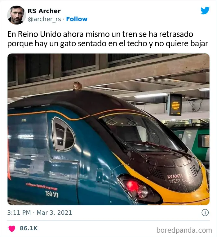 20 Divertidos memes de animales traviesos, compartidos en Twitter