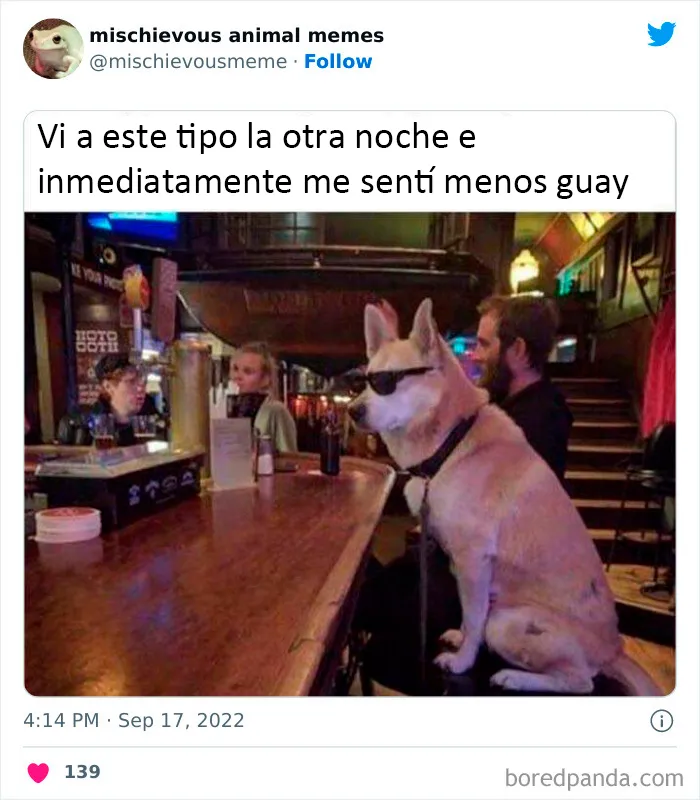 20 Divertidos memes de animales traviesos, compartidos en Twitter