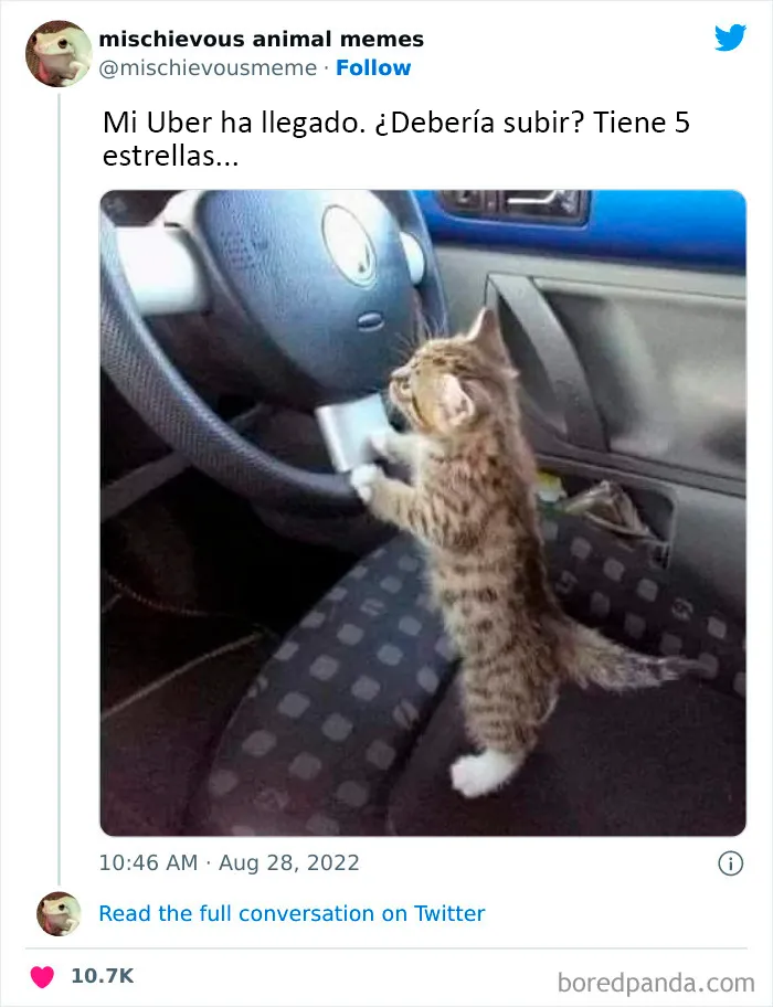 20 Divertidos memes de animales traviesos, compartidos en Twitter