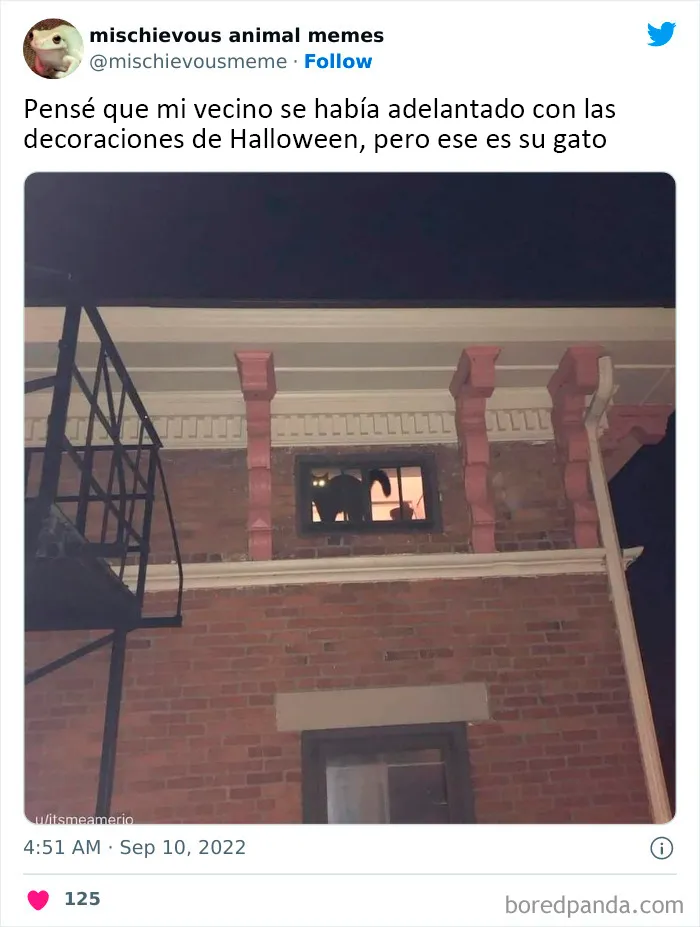 20 Divertidos memes de animales traviesos, compartidos en Twitter