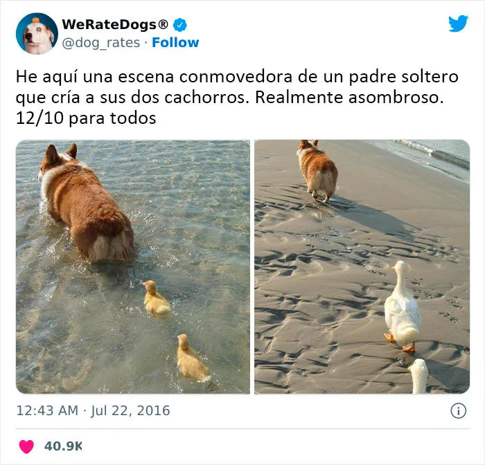Orgulloso papá Corgi