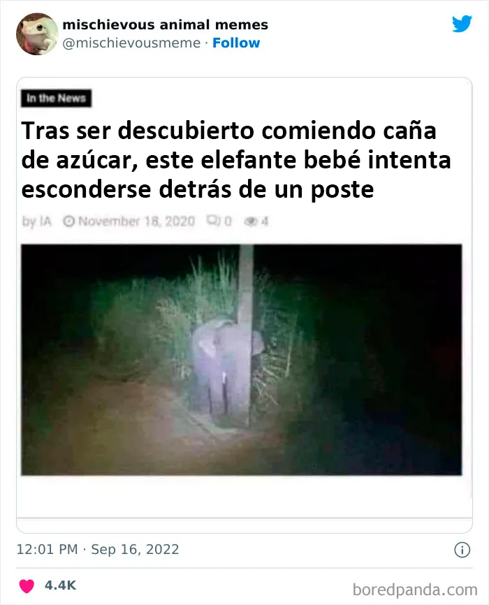 20 Divertidos memes de animales traviesos, compartidos en Twitter