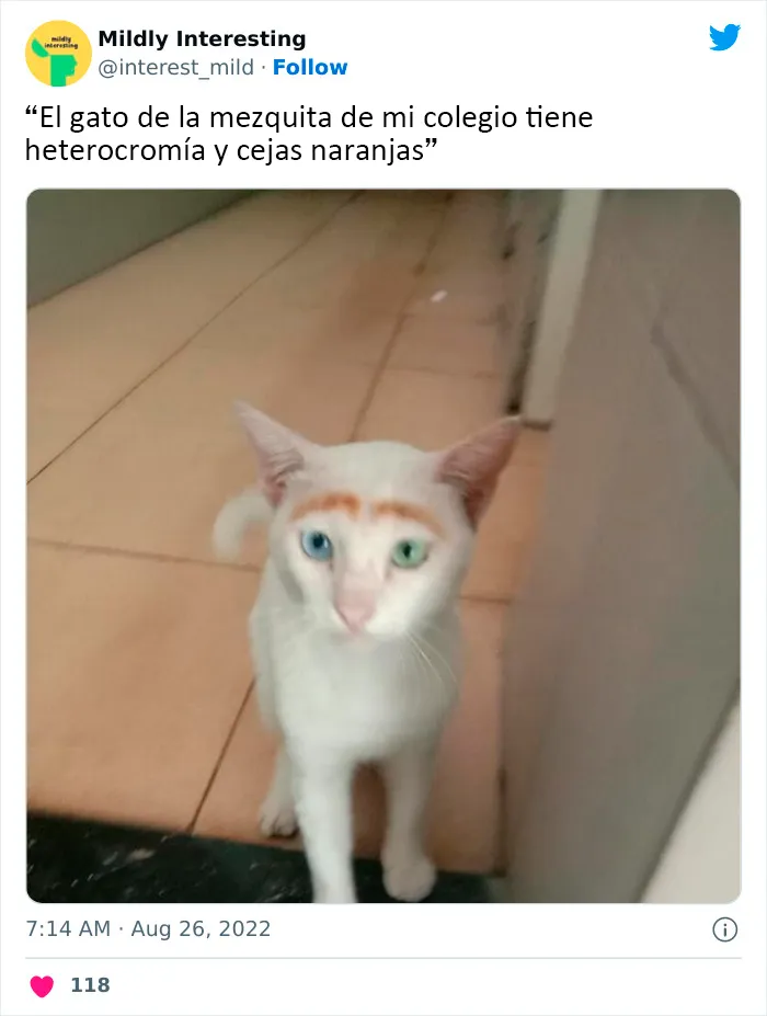 20 Nuevas imágenes bastante interesantes de esta cuenta de Twitter