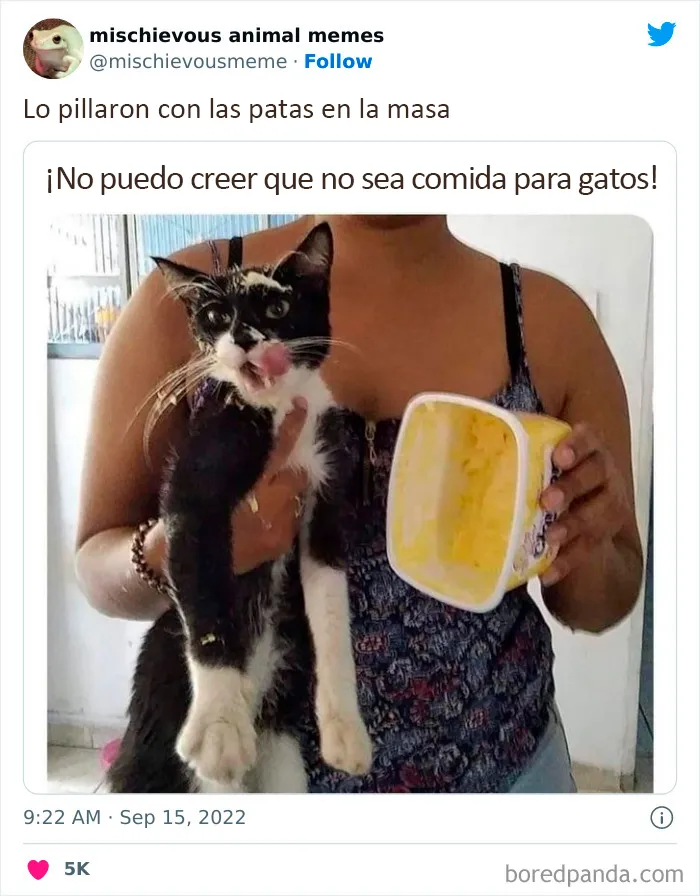 20 Divertidos memes de animales traviesos, compartidos en Twitter