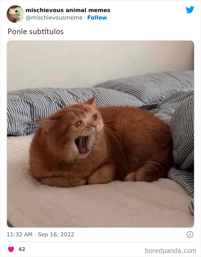 20 Divertidos memes de animales traviesos, compartidos en Twitter