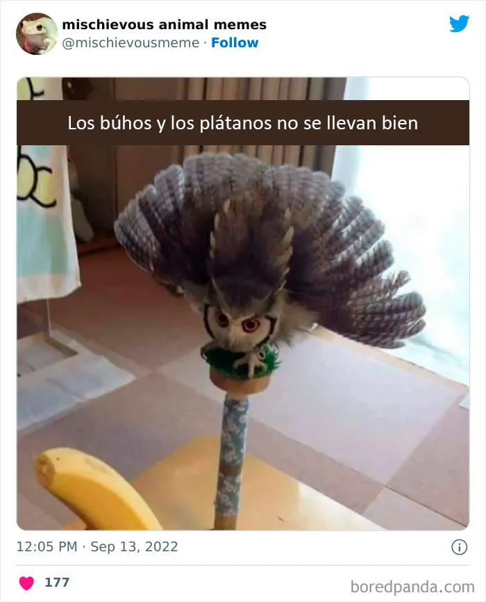 20 Divertidos memes de animales traviesos, compartidos en Twitter