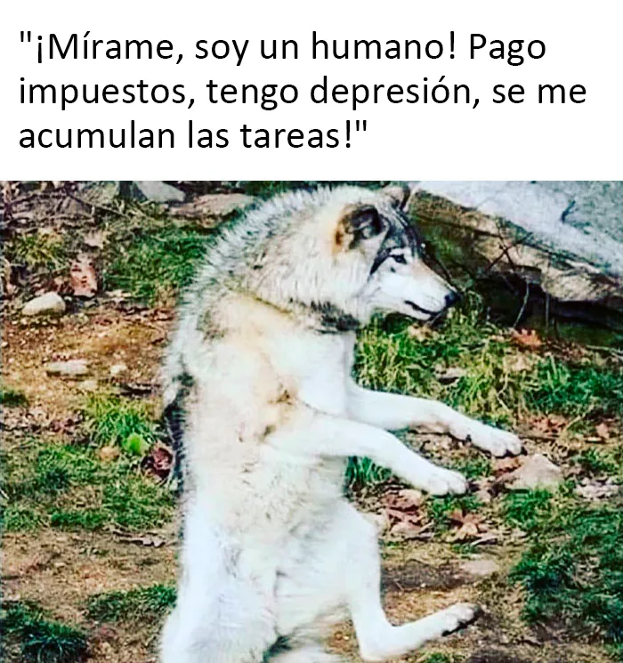 20 Memes que probablemente deberían ser discutidos con un terapeuta