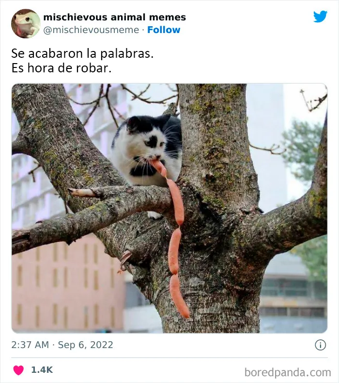 20 Divertidos memes de animales traviesos, compartidos en Twitter