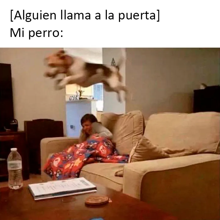 20 Divertidos memes de animales traviesos, compartidos en Twitter