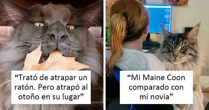 40 Gatos Maine Coon que te impresionarán al verlos