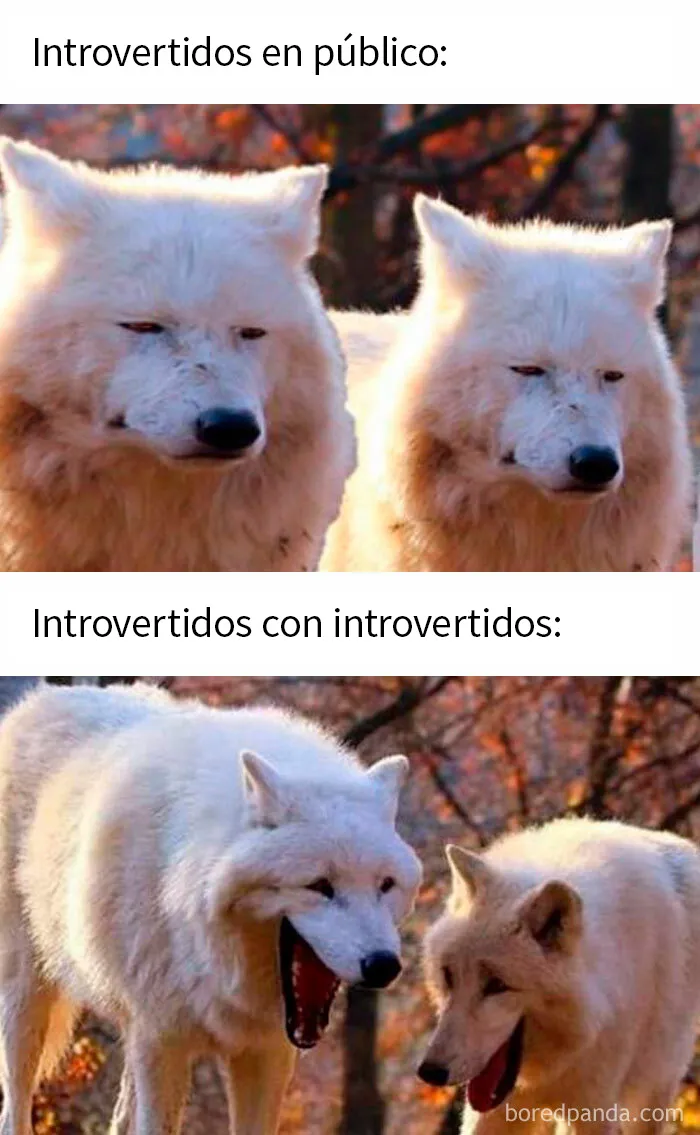 "Memes Introvertidos": 20 de los chistes más divertidos que resumen la vida de un introvertido