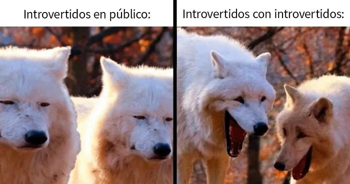 "Memes Introvertidos": 20 de los chistes más divertidos que resumen la vida de un introvertido