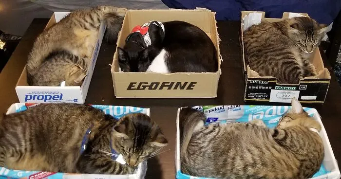 Estos gatos cayeron en las “trampas” más inusuales y sus dueños tuvieron que mostrarlo