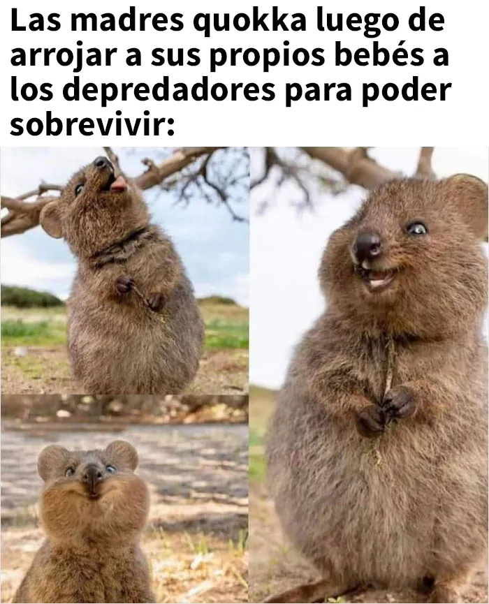 Este grupo en línea comparte memes de humor negro sobre ecología y estos son los 20 mejores