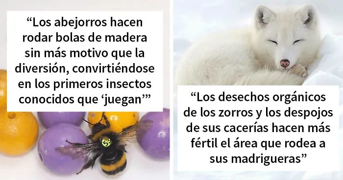 30 Datos poco conocidos sobre animales que te encantarán