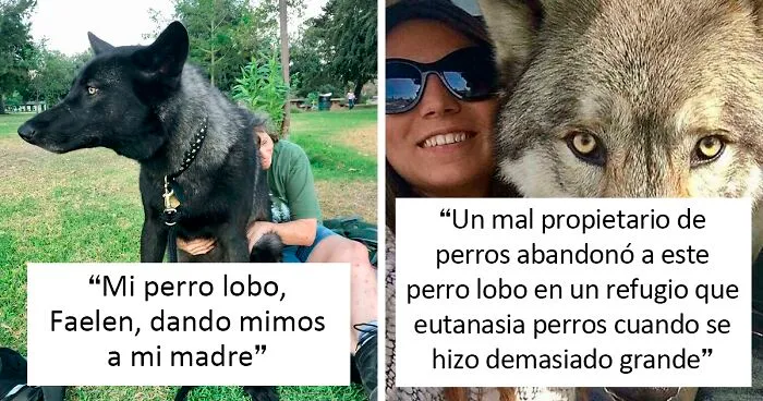 45 Perros parecidos a los lobos que en realidad son grandes y cariñosos peluditos