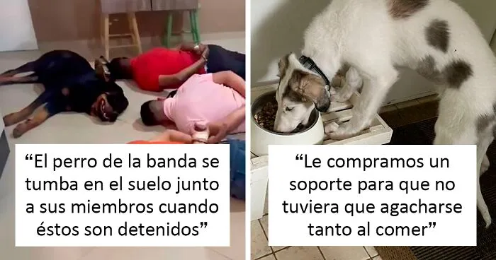 «¿Qué le pasa a tu perro?»: La gente publica imágenes de sus perros «funcionando mal» (35 fotos nuevas)