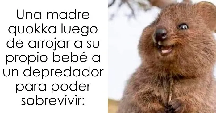Este grupo en línea comparte memes de humor negro sobre ecología y estos son los 20 mejores