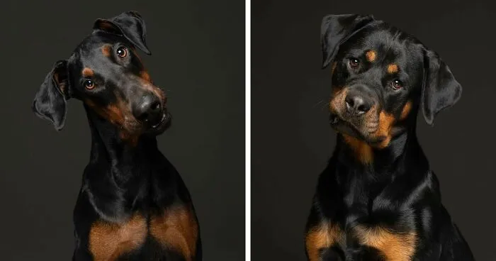 Fotografié a perros de rescate con pedigrí para demostrar que no solo los mestizos acaban en los refugios (20 fotos)