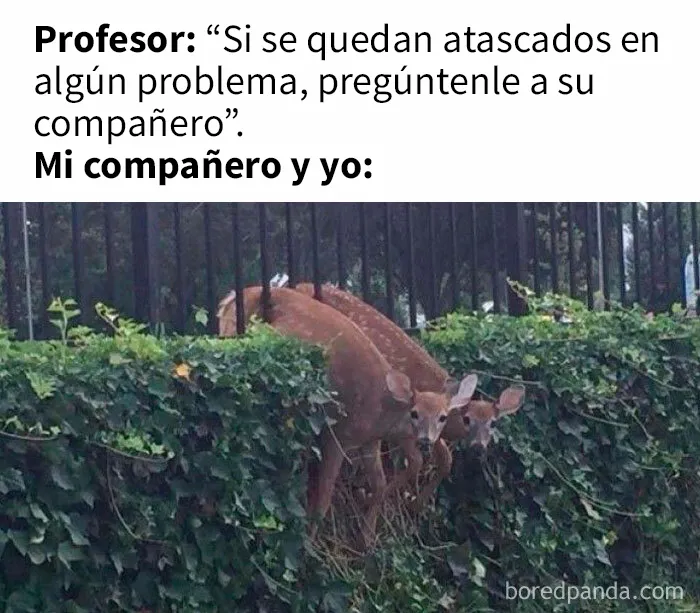 20 Graciosos memes que resultarán tan familiares como para discutirlos en terapia