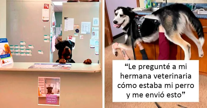 40 Veterinarios comparten sus momentos más divertidos y edificantes en el trabajo (nuevas fotos)