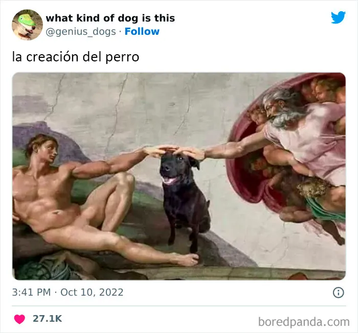 "¿Qué tipo de perro es este?": 35 divertidas fotos de perros que te harán sonreír (nuevas fotos)