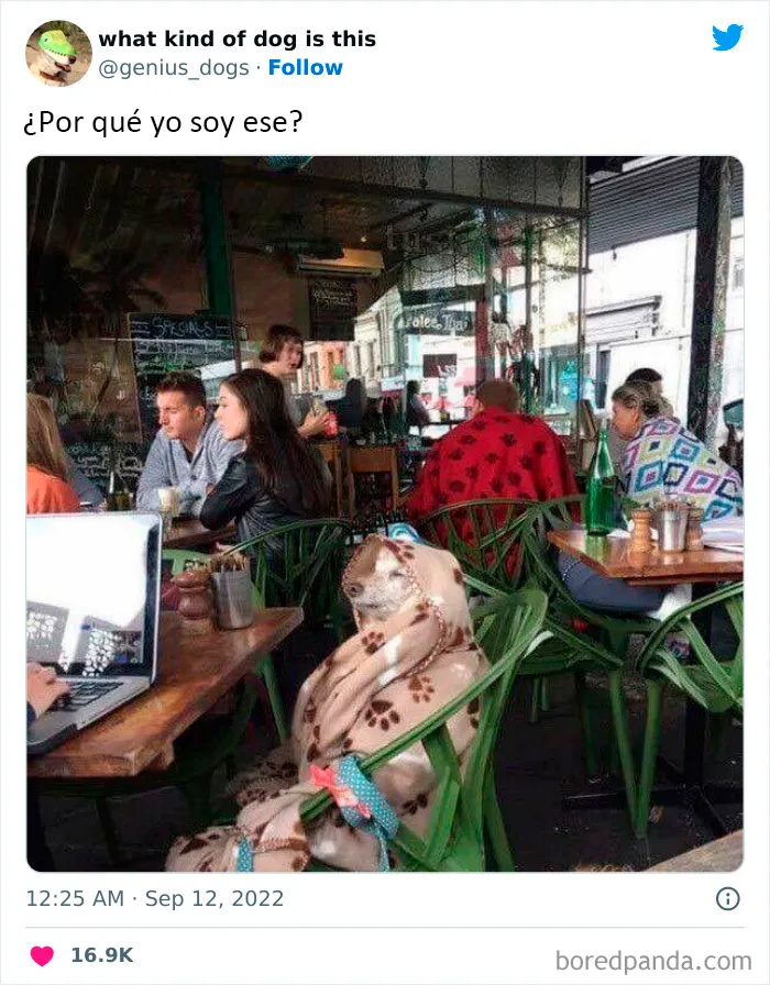 "¿Qué tipo de perro es este?": 35 divertidas fotos de perros que te harán sonreír (nuevas fotos)