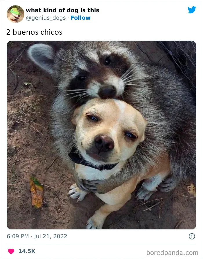 "¿Qué tipo de perro es este?": 35 divertidas fotos de perros que te harán sonreír (nuevas fotos)