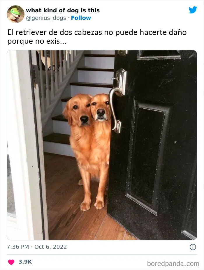 "¿Qué tipo de perro es este?": 35 divertidas fotos de perros que te harán sonreír (nuevas fotos)
