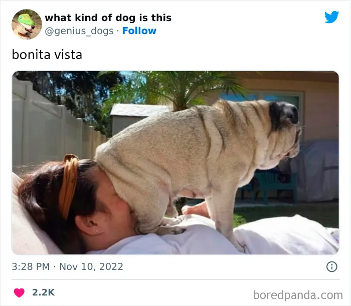 "¿Qué tipo de perro es este?": 35 divertidas fotos de perros que te harán sonreír (nuevas fotos)