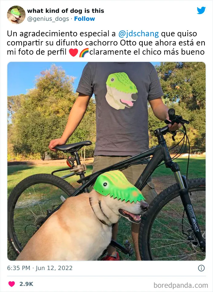 "¿Qué tipo de perro es este?": 35 divertidas fotos de perros que te harán sonreír (nuevas fotos)