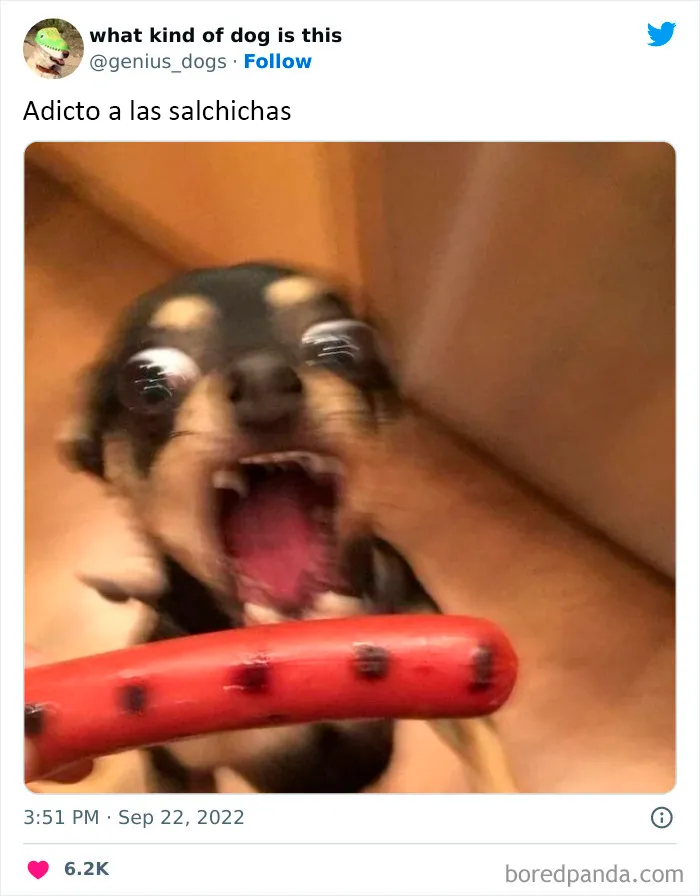 "¿Qué tipo de perro es este?": 35 divertidas fotos de perros que te harán sonreír (nuevas fotos)