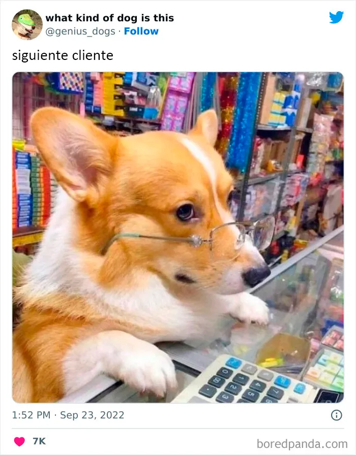 "¿Qué tipo de perro es este?": 35 divertidas fotos de perros que te harán sonreír (nuevas fotos)