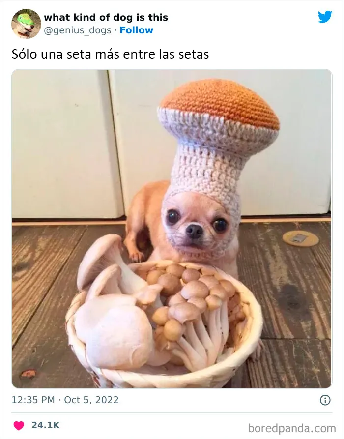 "¿Qué tipo de perro es este?": 35 divertidas fotos de perros que te harán sonreír (nuevas fotos)