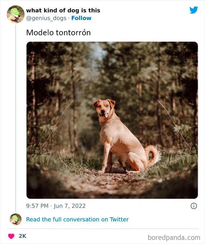 "¿Qué tipo de perro es este?": 35 divertidas fotos de perros que te harán sonreír (nuevas fotos)