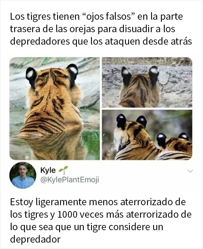 20 Divertidos memes que te resultarán muy familiares