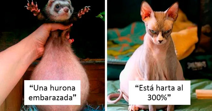 35 Adorables animales preñados que había que mostrar al mundo
