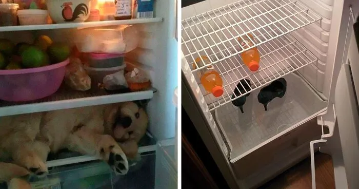 30 Refrigeradores cuyo contenido es tan raro como inesperado, y nos hizo reír