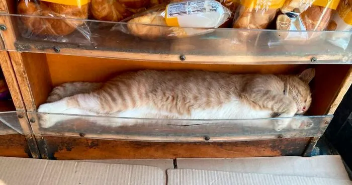 Estos adorables gatos de bodegas y tiendas se ven como si fueran los dueños del lugar (nuevas imágenes)