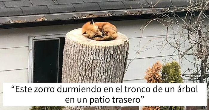 40 Animales durmiendo de una forma tan linda que era imposible no tomarles una foto