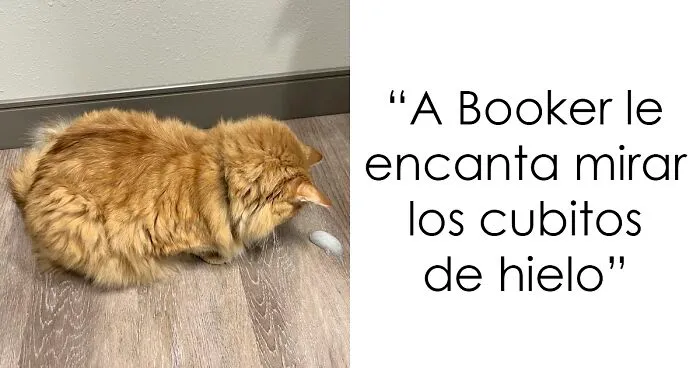 40 Gatos naranjas que parecen compartir una sola neurona entre todos
