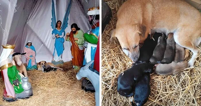 Esta mamá perro sorprendió a todos dando a luz a sus cachorritos en un Nacimiento en Palenque, México