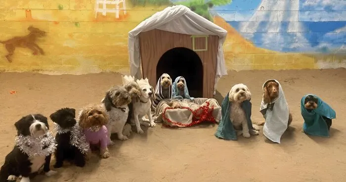 En esta guardería canina los perros también celebran la Navidad