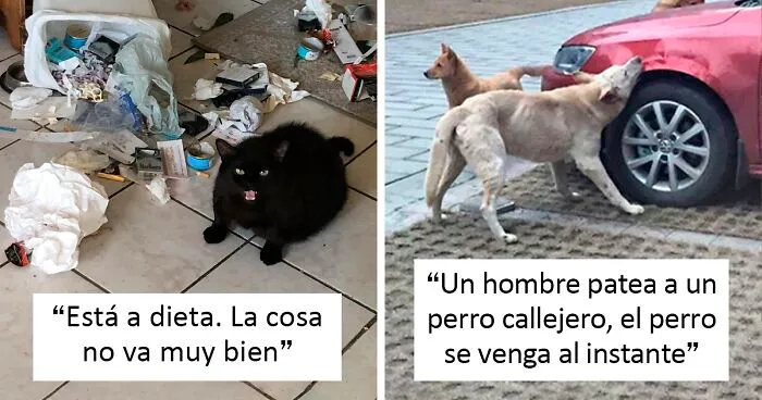 40 Mascotas vengativas tan geniales como divertidas
