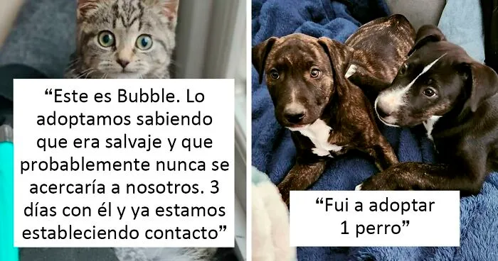 40 Fotos adorables de mascotas rescatadas durante Noviembre que te harán sonreír
