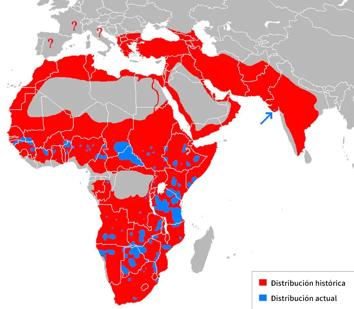  Qué tan amenazados se encuentran los leones realmente