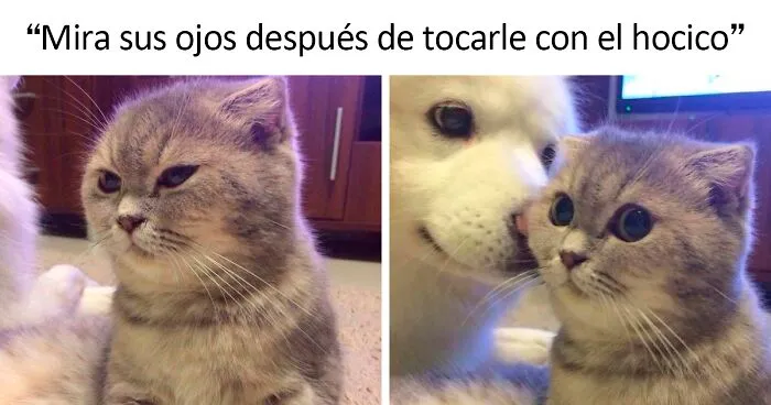 25 Memes reconfortantes para alegrarte el día (nuevas imágenes)