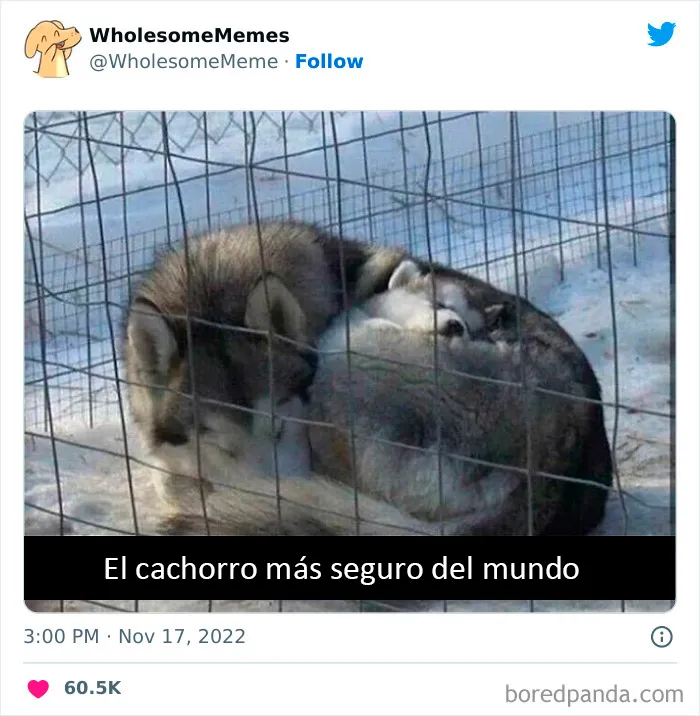 25 Memes reconfortantes para alegrarte el día (nuevas imágenes)